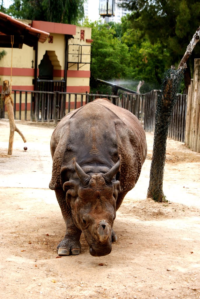 Jardim Zoológico de Lisboa - Rinoceronte by o0_oscar_0o