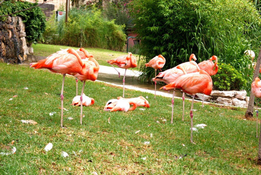 Jardim Zoológico de Lisboa - Flamencos by o0_oscar_0o