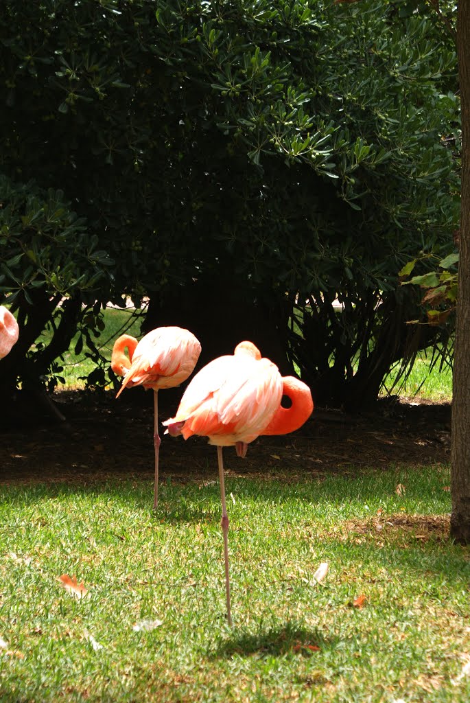 Jardim Zoológico de Lisboa - Flamencos II by o0_oscar_0o