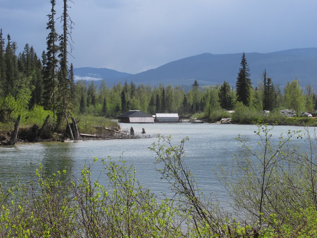 Bright Spring Greenery Riverside Near Blue River BC May '15 by David Cure-Hryciuk