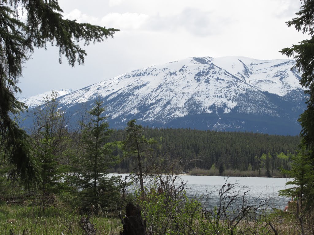 Pyramid Mountain Naturally Framed By Greenery With Contrasting Snow In Jasper National Park AB May '15 by David Cure-Hryciuk