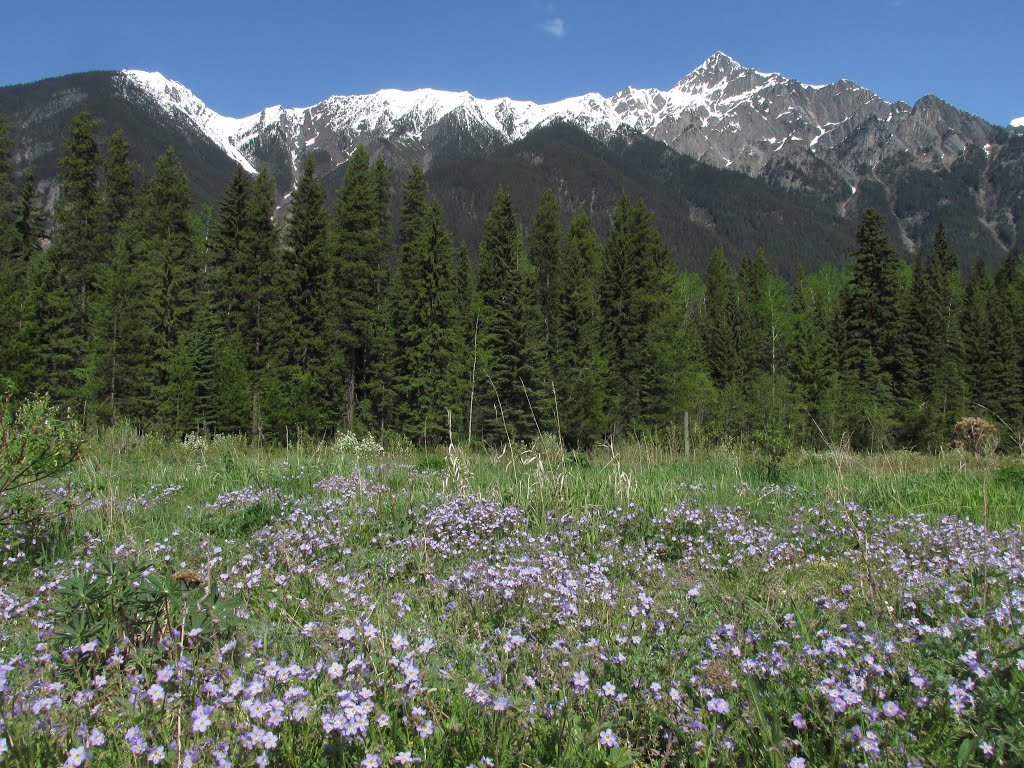 The Snowy Ridge Contrasting With Purple Wildflowers, Mount Robson BC May '15 by David Cure-Hryciuk