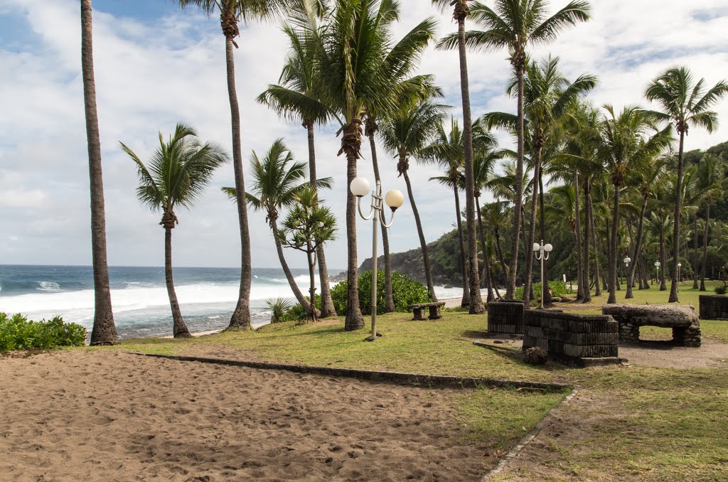 Des cocotiers à Grande-Anse. by Bernard Fontaines