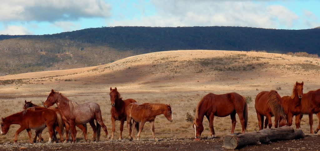 Tantangara NSW 2629, Australia by kippaxaus