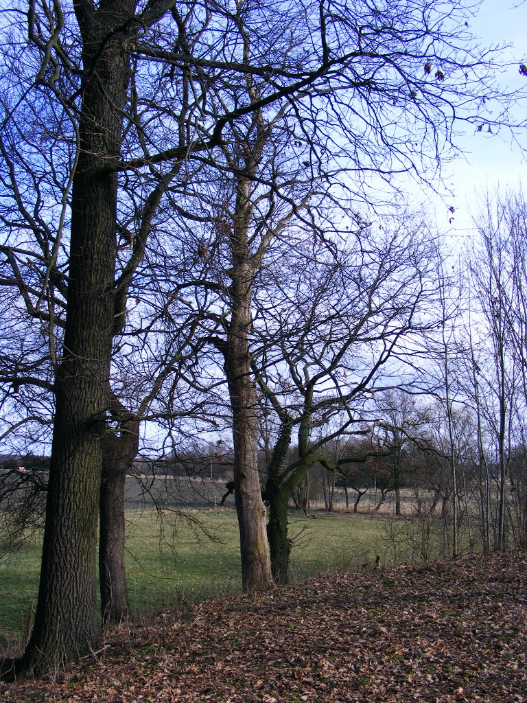 Möllendorf, Gemeinde Sonnewalde, Niederlausitz. Blick vom Burgwall auf das Gelände Hinter den Gärten. by velthurvik