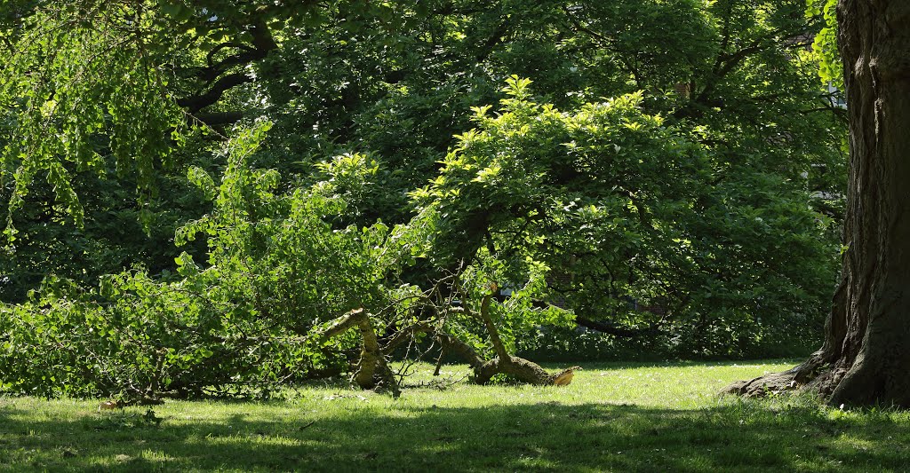 Gevolg van drank en drugs? Grove vernielingen aan ca. 100-jarige Ginkgo Biloba (rechts) by Margaritha