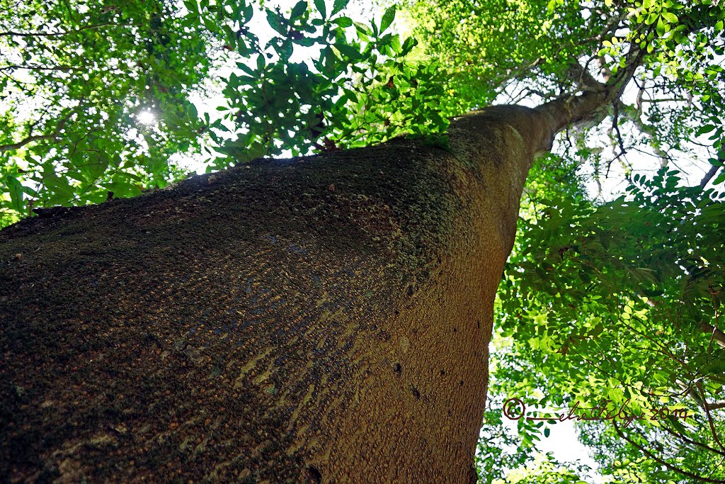 Gigantes en la Reserva Natural Absoluta Cabo Blanco, Cóbano, Costa Rica by Melsen Felipe