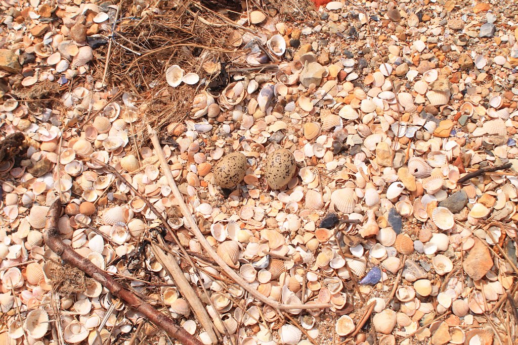 Gelege am Strand von Witsum by Nico Neumüller