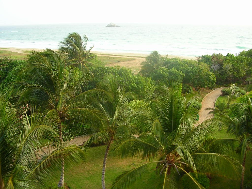 Palmeras desde mi ventana by patricio valdebenito