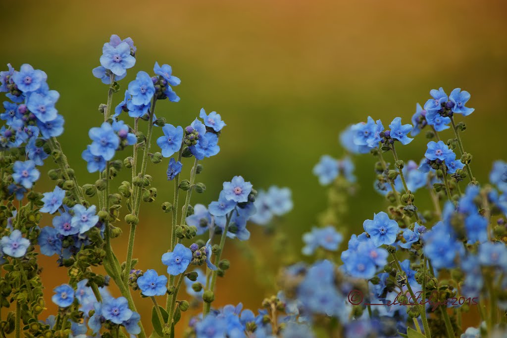 Florecillas en el parque de Zarcero, Costa Rica by Melsen Felipe