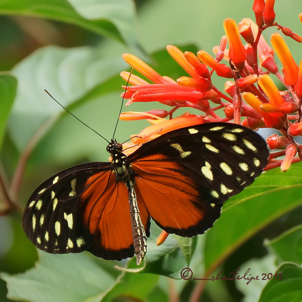 Heliconius hecale zuleika, Naranjo, Costa Rica by Melsen Felipe