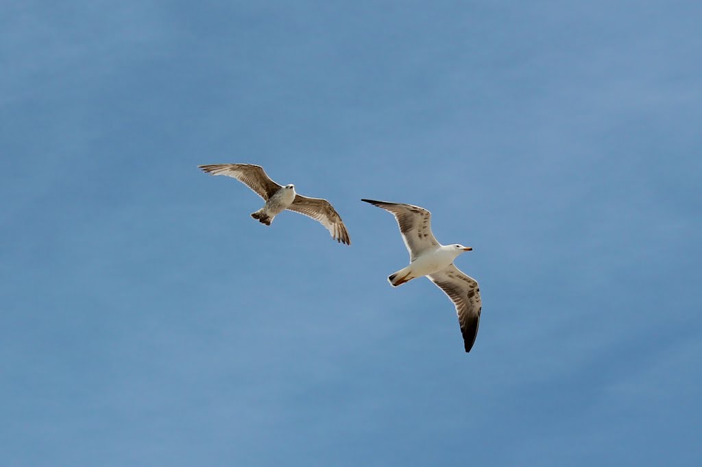 Seagulls over Porthcawl by alan fennah