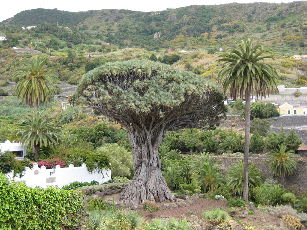 Icod de los Vinos, Santa Cruz de Tenerife, Spain by zumodevidrio