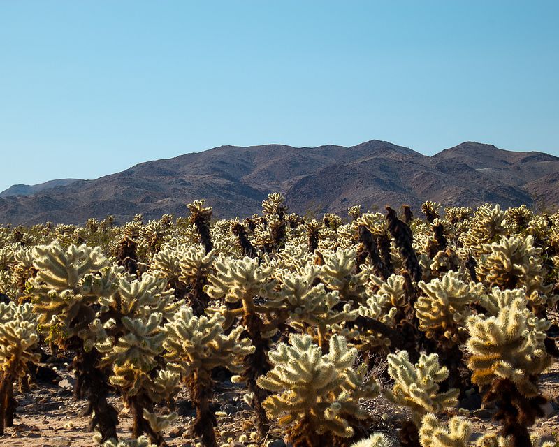 Cholla Cactus Garden by Aaron Nuffer