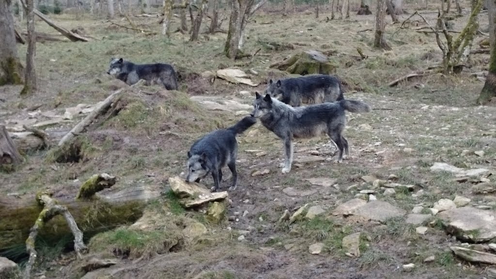 Les loups gris by Tiphaine Tulic