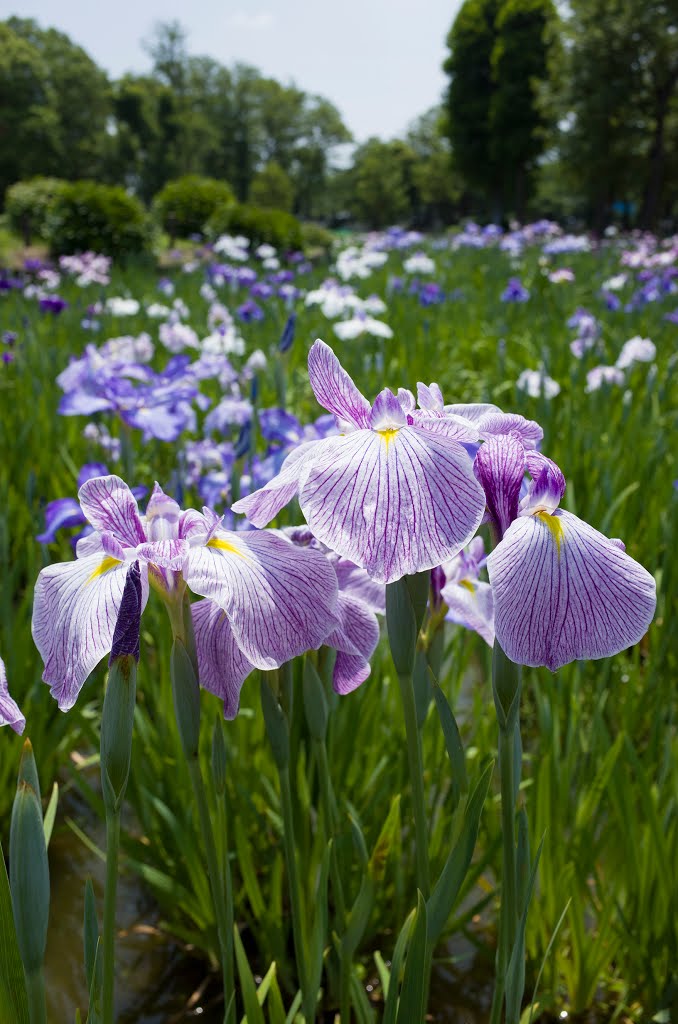 Mizumoto park / 水元公園 by Kangoo_