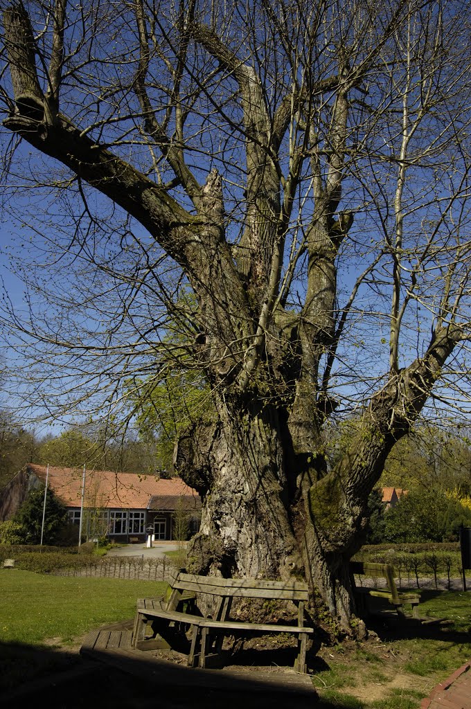 Baumdenkmal in Kloster Isenhagen by Uwe Gehring