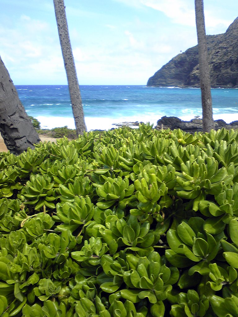 Makapuu Beach by shimadatomo