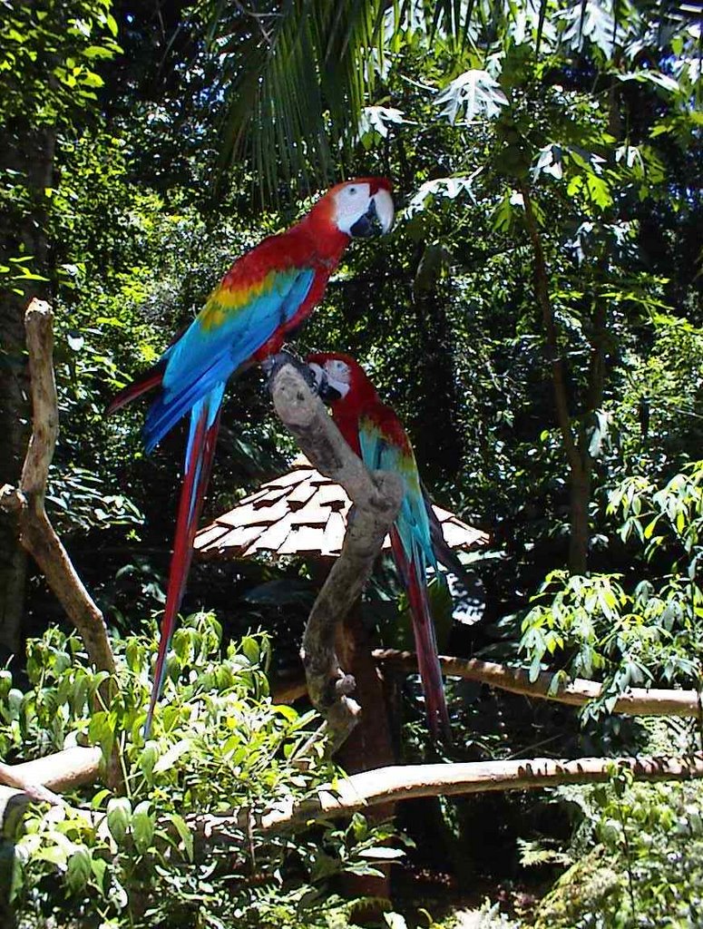 Foz do Iguacu - Parque das Aves by edcferreira