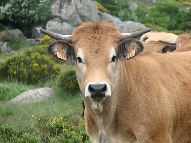 GR68 Tour du Mont Lozere Day 5 007 by Zwarte Boskakker