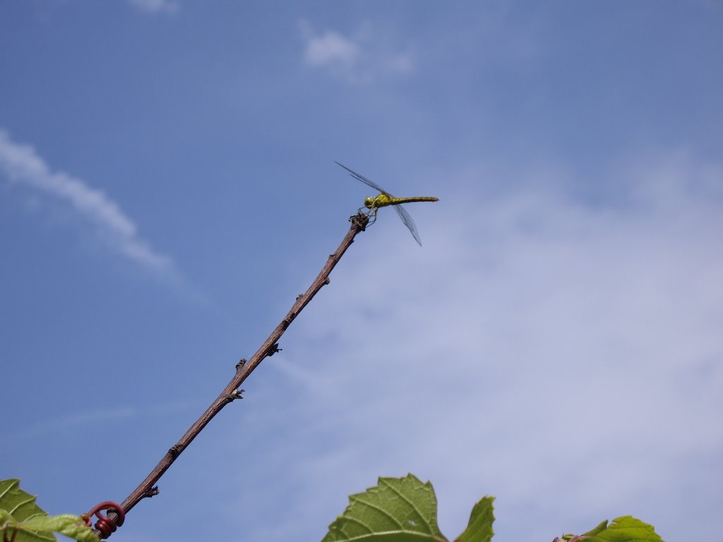 Liebele auf der Weinrebe by deutie