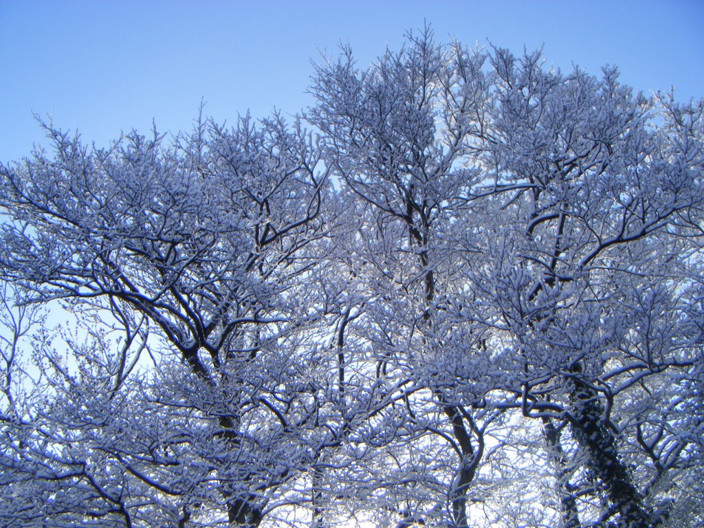 Snow Covered Trees by bertious