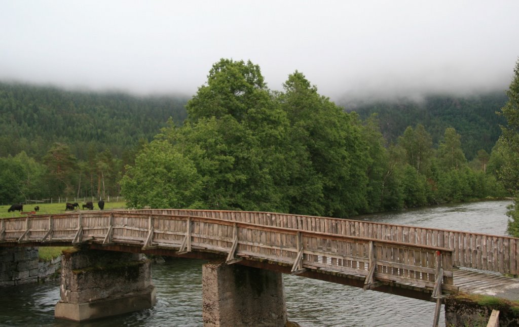 Bridge and Angus cattle, Kårvatn in Todalen by GK5