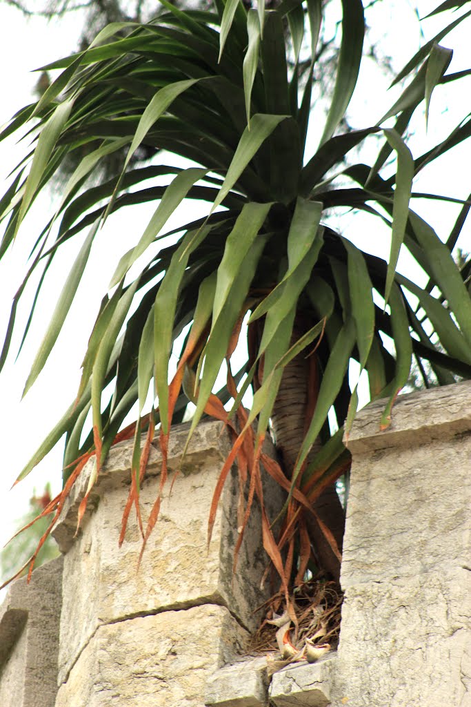 Dragoeiro, Rua Marquês da Fronteira, Lisboa, Portugal- Não me venham dizer que os dragoeiros estão em extinção porque têm dificuldade em se reproduzir na natureza. Estes atravessaram a movimentada Rua Marquês da Fronteira, em Lisboa, e instalaram-se no lugar de realeza, que lhes compete! by Margarida Bico