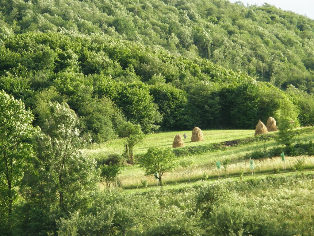 Szczawnica, lipiec 2008 by monika_k8