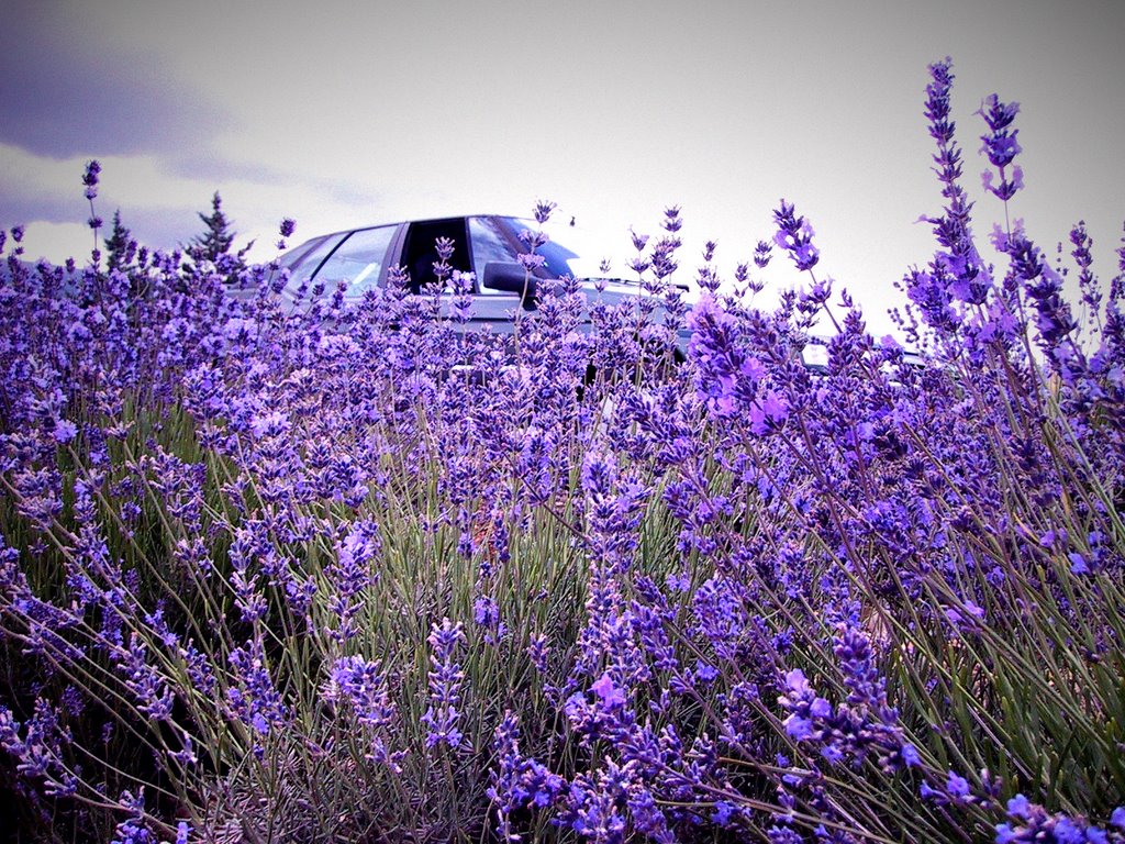 Lavendes & Voiture by geulwijk