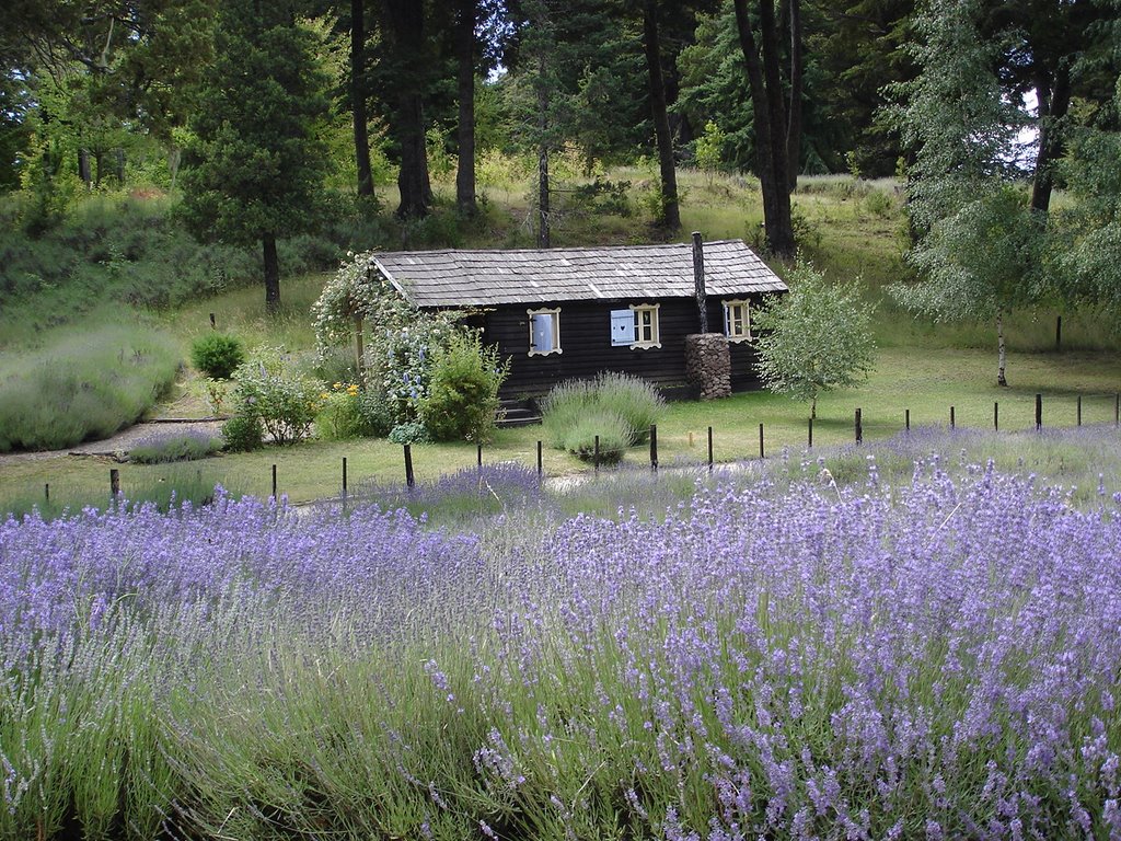 Plantación de lavanda by jorey