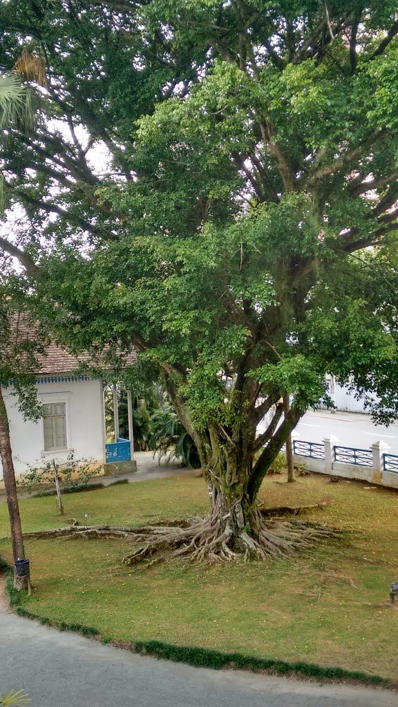 Tree at Imigrant Museum in Joinville, SC, Brazil by Alvaro Camargo