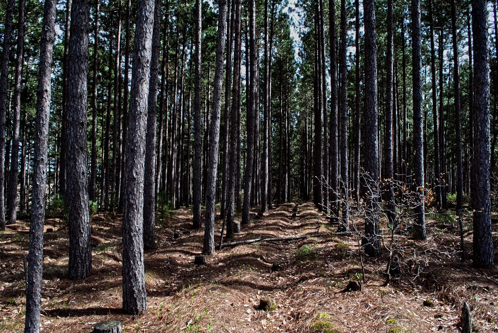 Douglas County Pine Plantation by Aaron Carlson