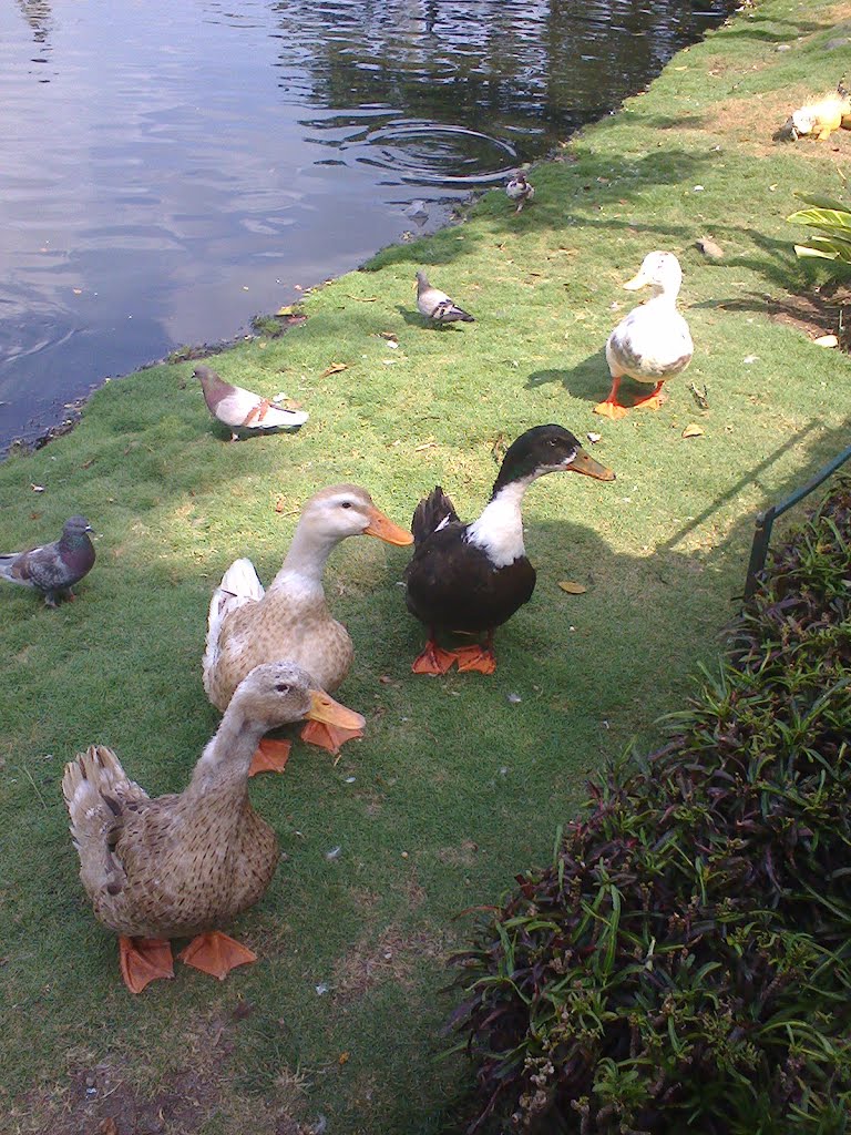 Aves en Jardines del Malecón by Miguel Angel Cárdena…