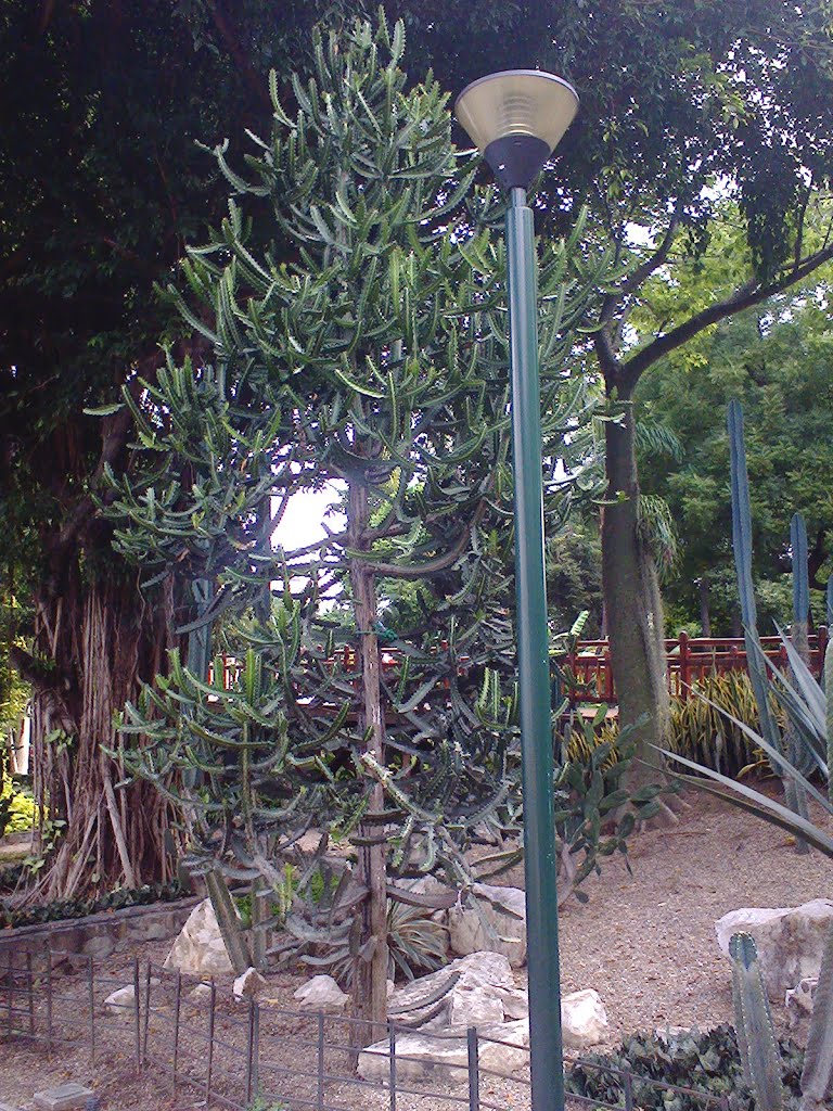 Cactus en Jardines del Malecón by Miguel Angel Cárdena…