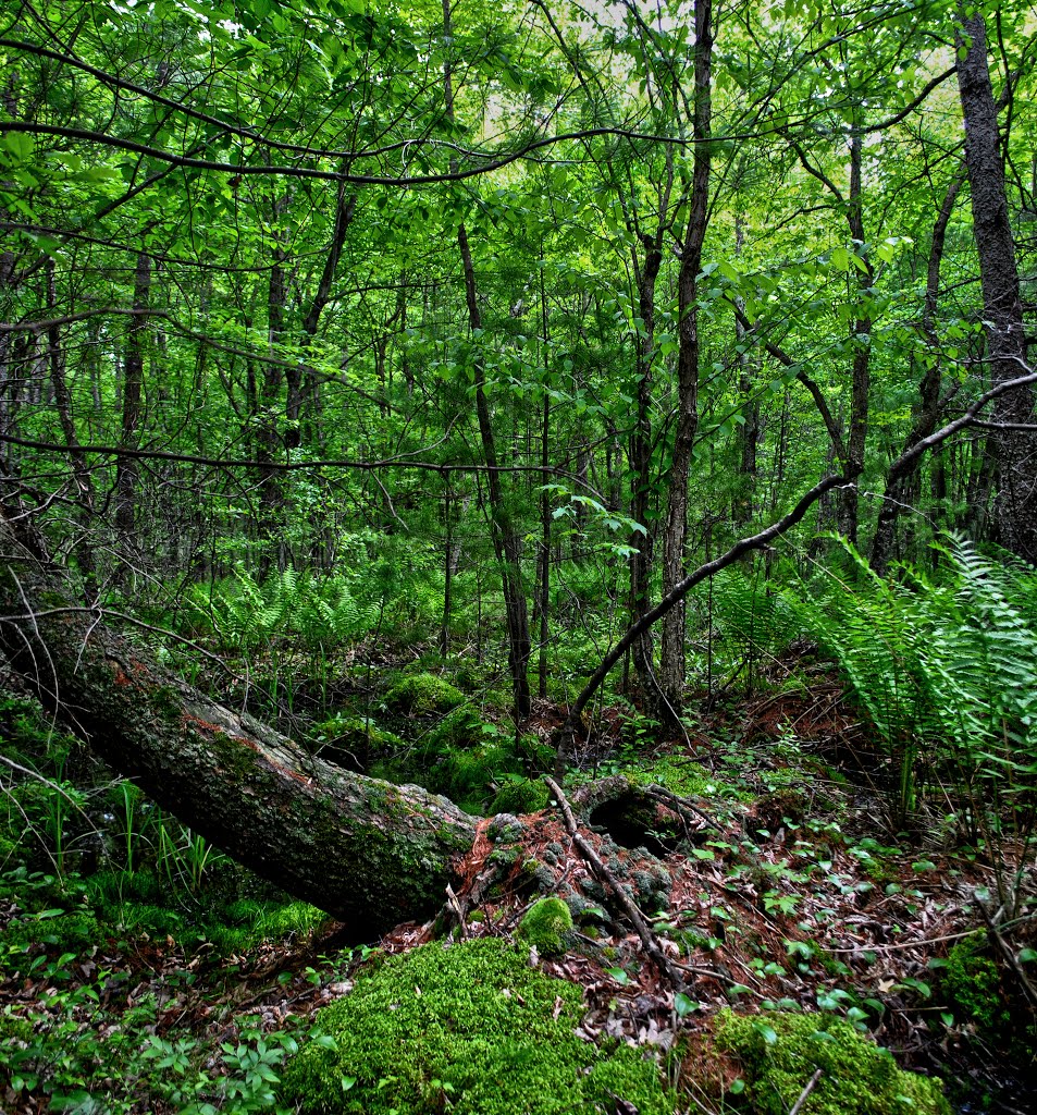 Deer Fly Swamp State Natural Area by Aaron Carlson