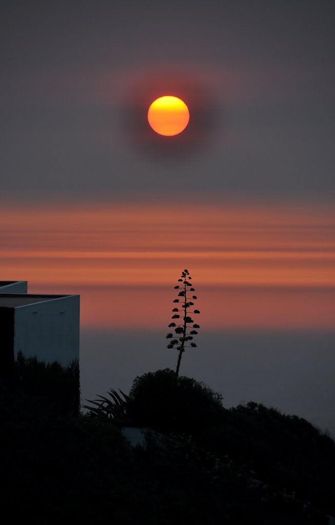 Sprig at sunset above the Atlantic ocean by IPAAT