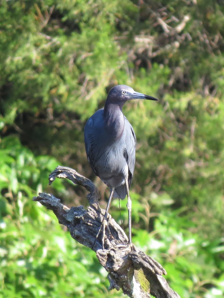 Little blue heron by Ronald Losure