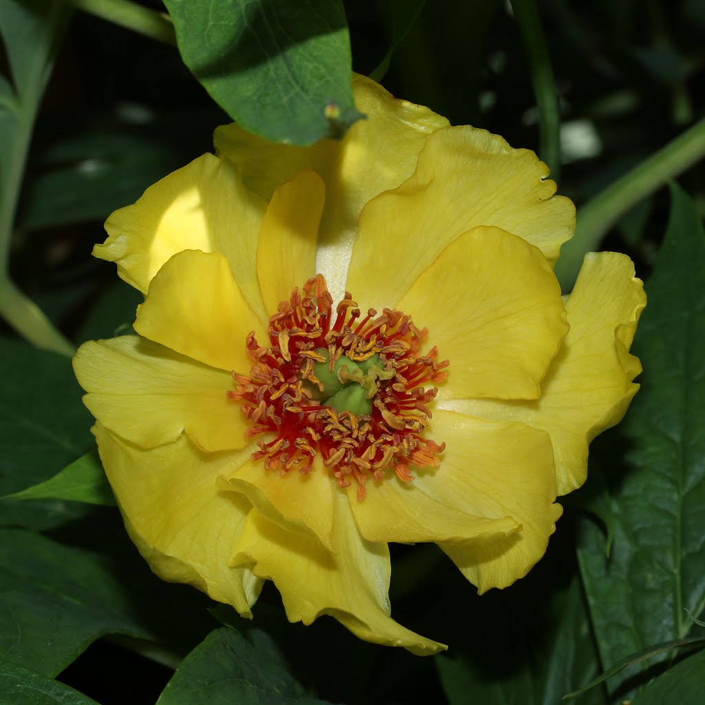 Pioenroos - Paeonia by Margaritha