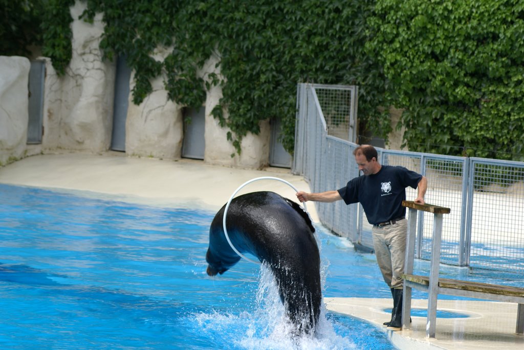 Zoo Beauval Sea Lion by waliso