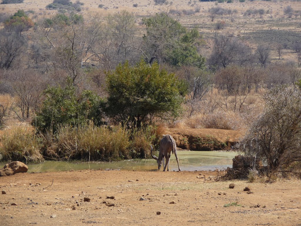 Pilanesberg National Park (South Africa), september 2014 by rdaniel