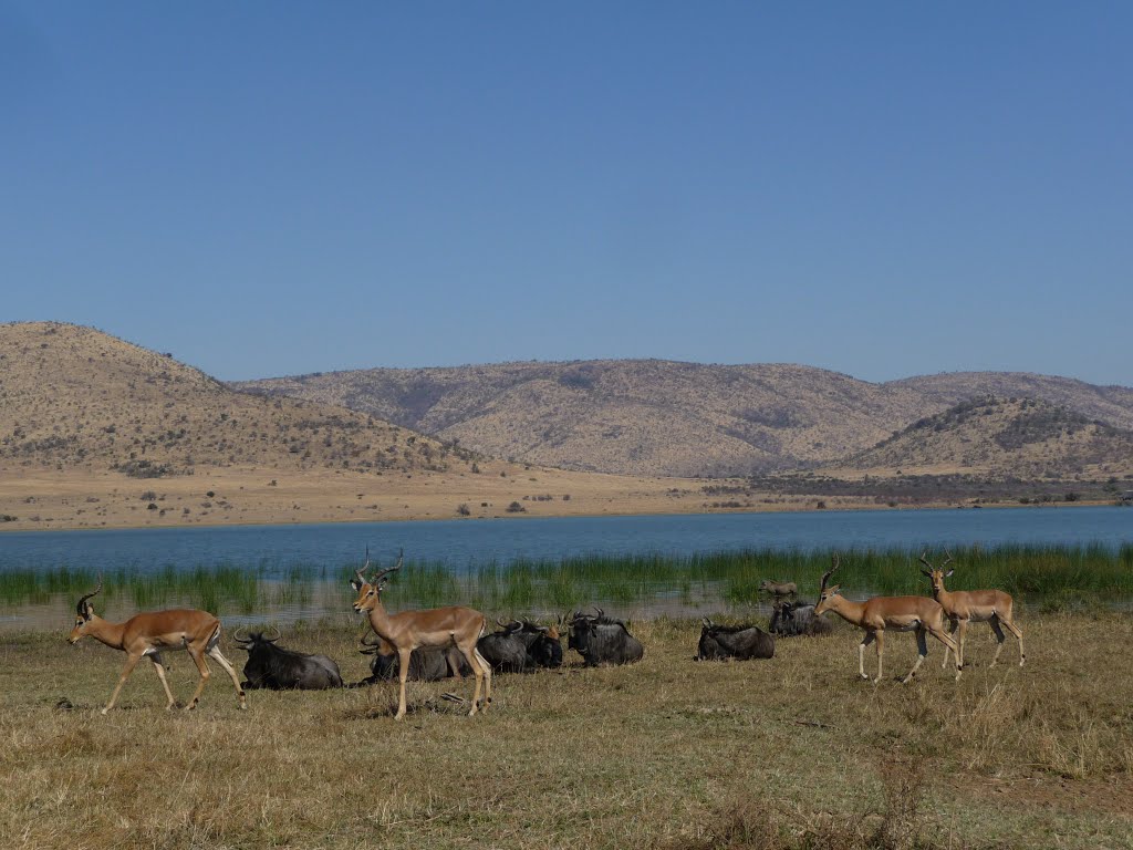 Pilanesberg National Park (South Africa), september 2014 by rdaniel