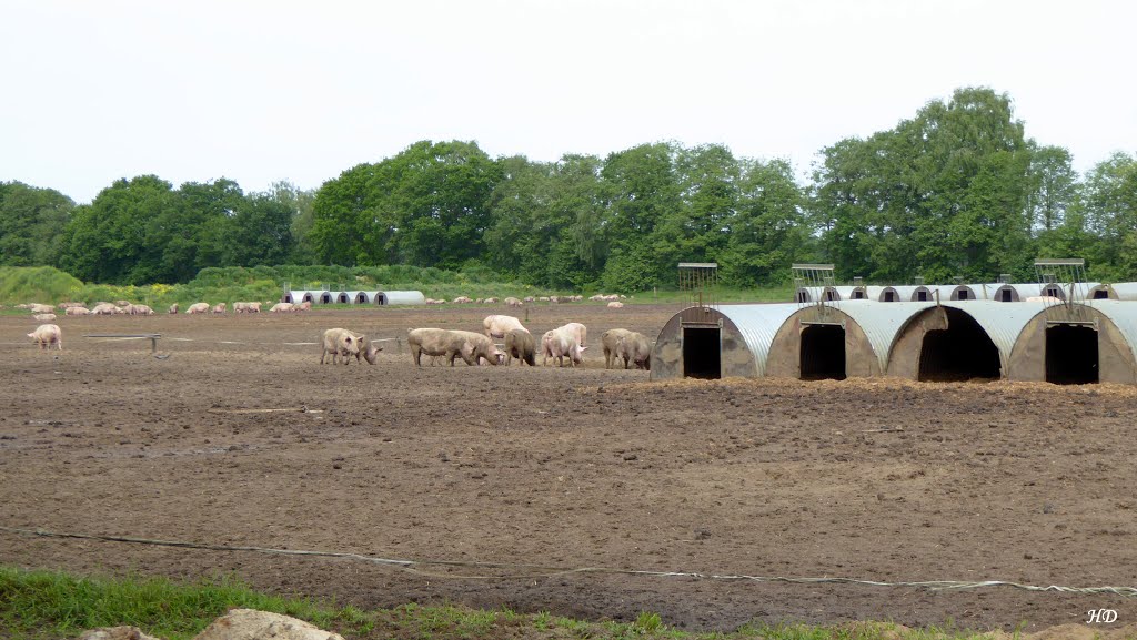 Nordhorn - Freiland-Schweinezucht by Heribert Duling