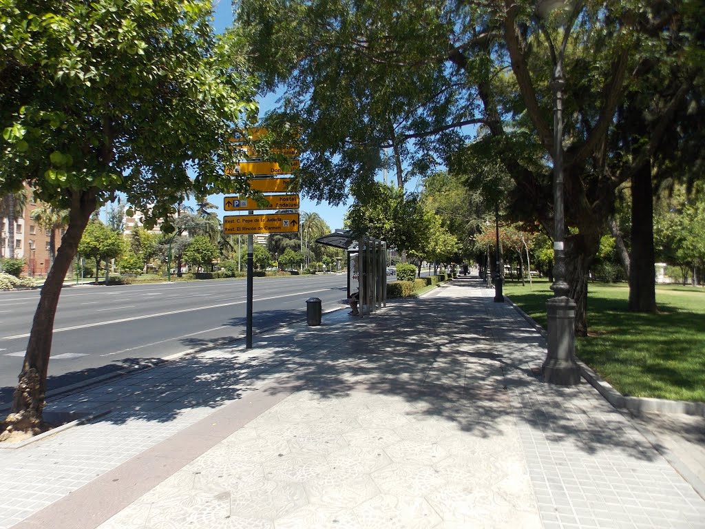 Avenida del Conde de Vallellano by S. Jimenez