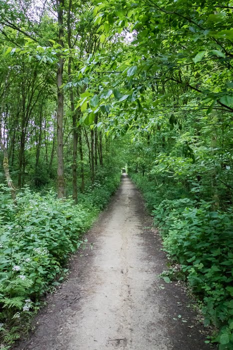 Fris lentebos by Richard Buijsman