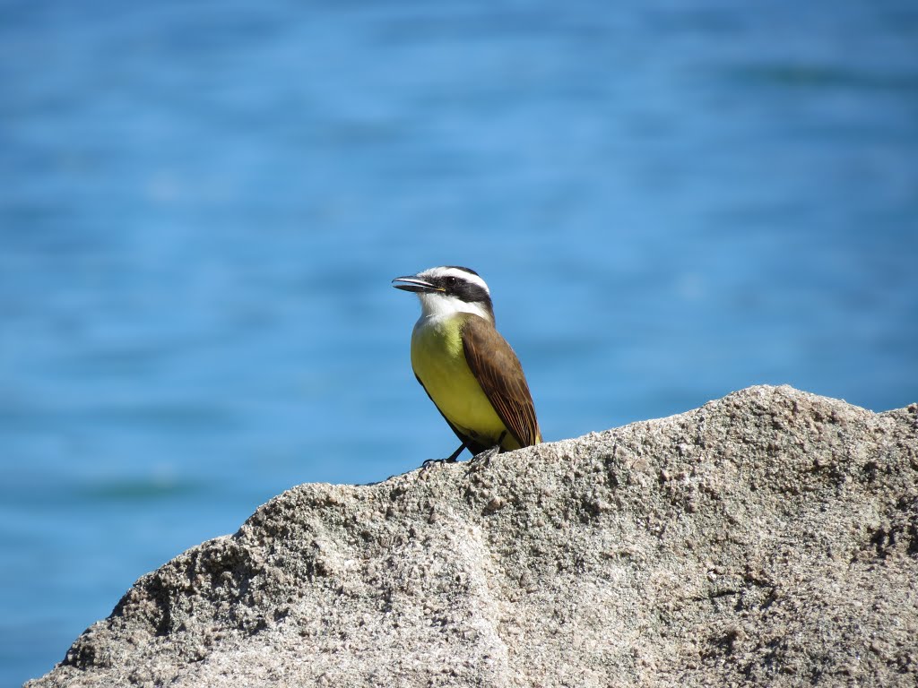 Bem-te-vi na Praia da Sororoca by ADILSON REZENDE-ARS