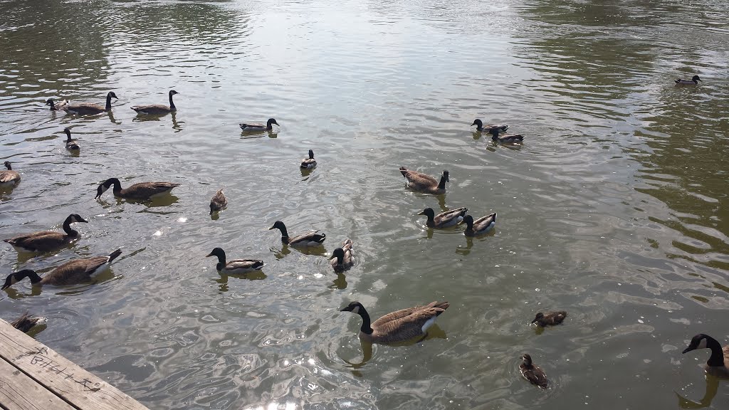 Mallards, Geese and The Thames River by Iaroslav Strasevici