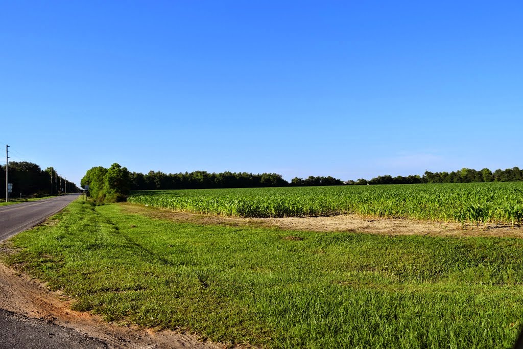 Foley, AL, USA by Rick Hawkins