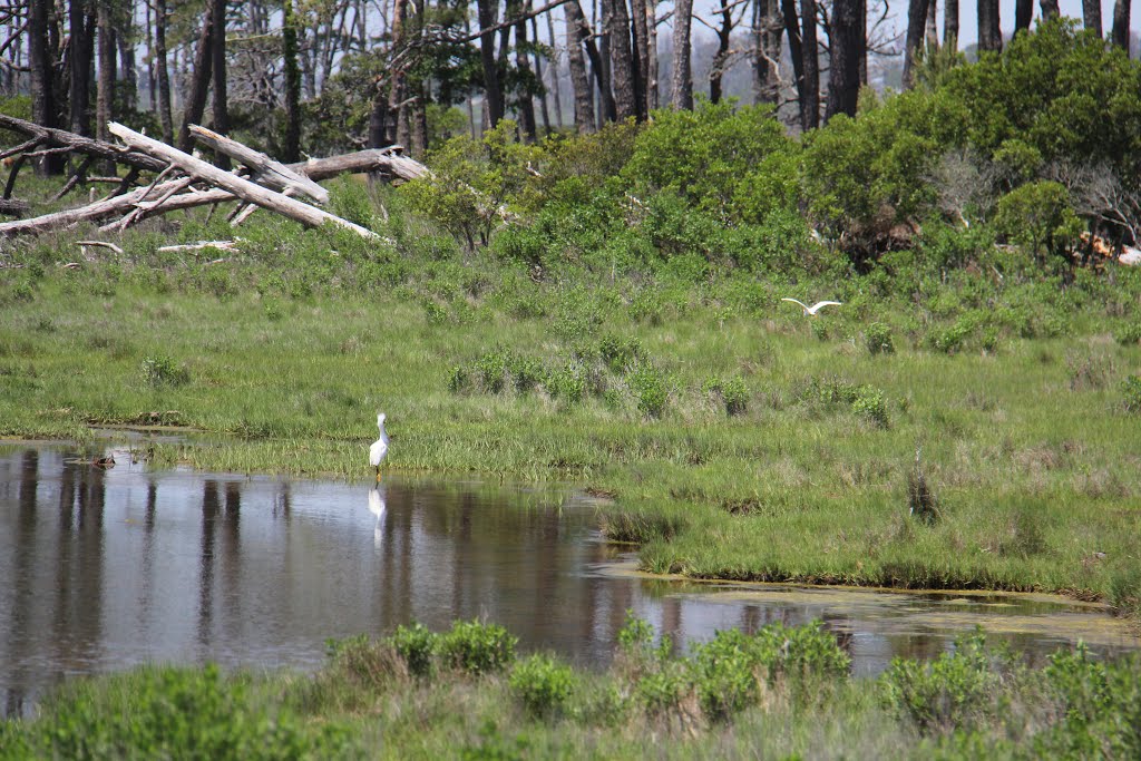 Chincoteague Sights by Ron Shawley