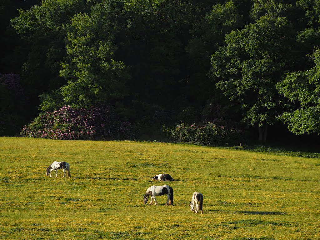 Stourbridge, UK by Tim Gardner